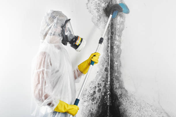 Best Industrial Mold Remediation  in North Liberty, IN