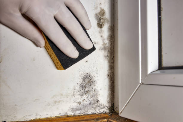 Best Mold Documentation for Insurance Claims  in North Liberty, IN