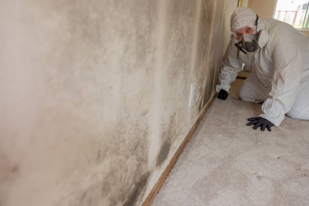 Best Post-Construction Mold Inspection  in North Liberty, IN